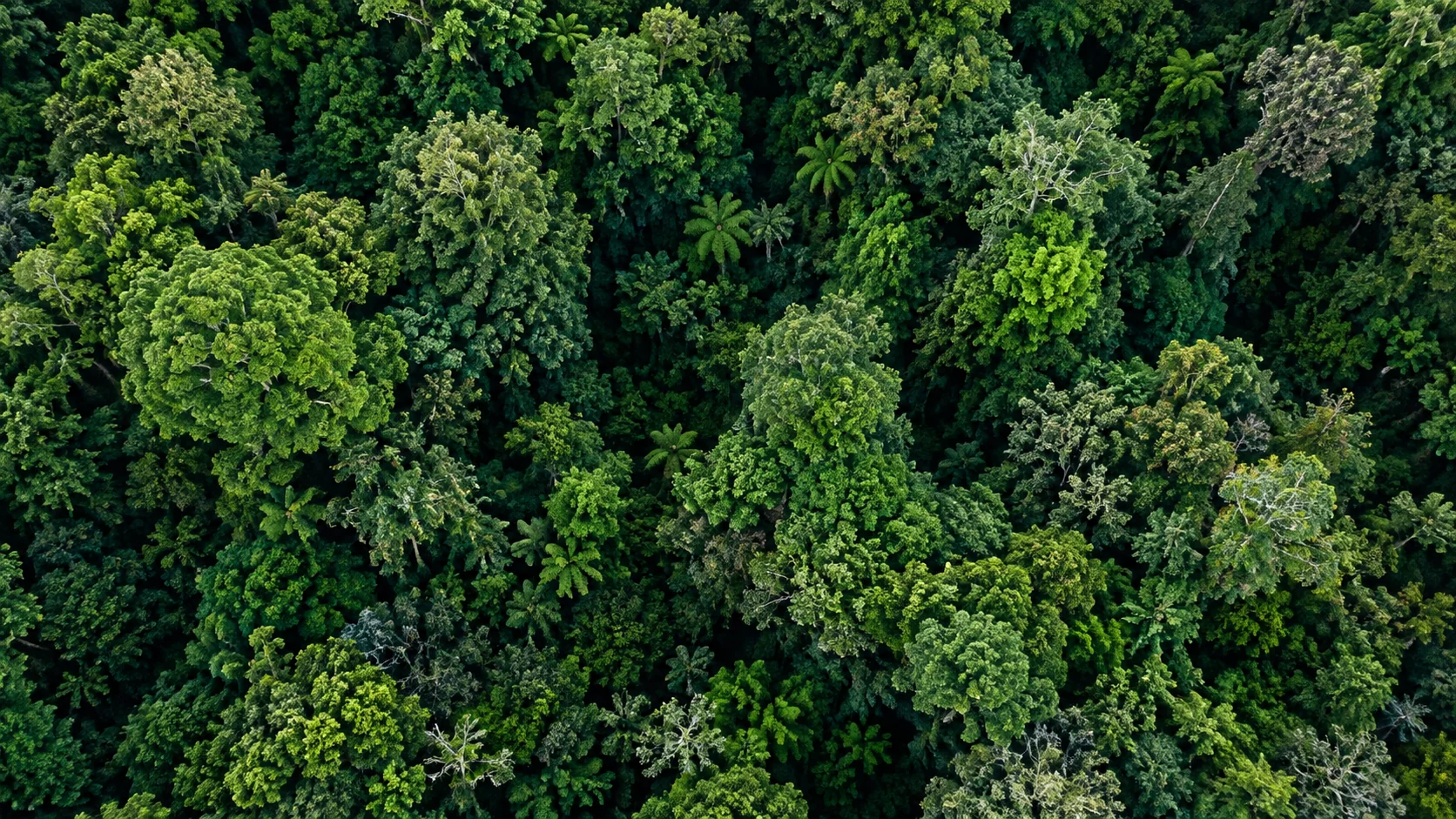 Lush living forest seen from above